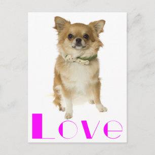 Lange haren Chihuahua Puppy Hond Postkaart