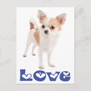 Lange Haren Chihuahua Puppy Hond Postkaart