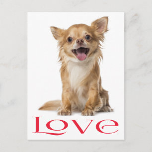 Lange Haren Chihuahua Puppy Hond Postkaart