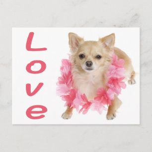 Lange haren Chihuahua Puppy Hond Postkaart