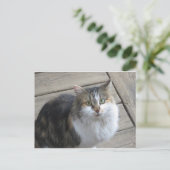 Lange haren kat briefkaart (Staand voorkant)