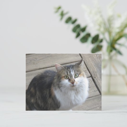 Lange haren kat briefkaart (Staand voorkant)