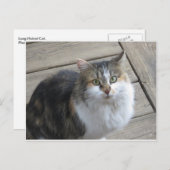 Lange haren kat briefkaart (Voorkant / Achterkant)