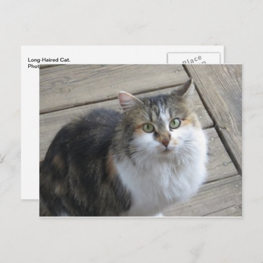 Lange haren kat briefkaart (Voorkant / Achterkant)