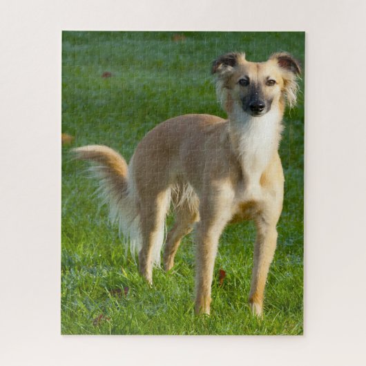 Lange haren Whippet Dogs Jigsaws. Legpuzzel (Verticaal)