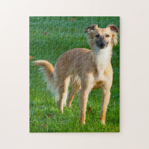 Lange haren Whippet Dogs Jigsaws. Legpuzzel