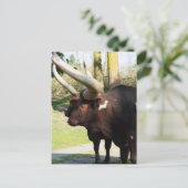 Lange hoorn Koe 7 Briefkaart (Staand voorkant)