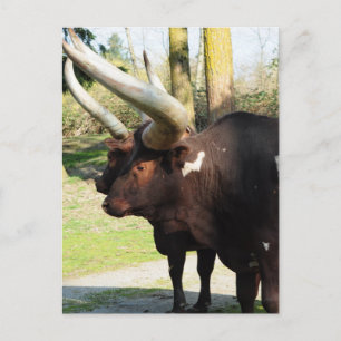 Lange hoorn Koe 7 Briefkaart