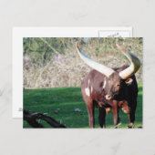 Lange hoorn Koe 8 Briefkaart (Voorkant / Achterkant)