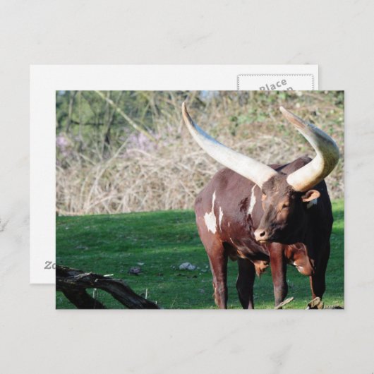Lange hoorn Koe 8 Briefkaart (Voorkant / Achterkant)