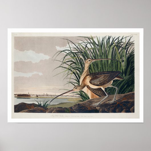 Lange kieuwkromme door het Poster van Audubon (Voorkant)