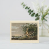 Lange kieuwkromme van de Amerikaanse vogels van Au Briefkaart (Staand voorkant)