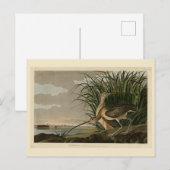 Lange kieuwkromme van de Amerikaanse vogels van Au Briefkaart (Voorkant / Achterkant)