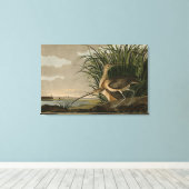 Lange kieuwkromme van de Amerikaanse vogels van Au Canvas Afdruk (Insitu (Houten vloer))