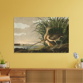 Lange kieuwkromme van de Amerikaanse vogels van Au Canvas Afdruk (Insitu (Woonkamer))