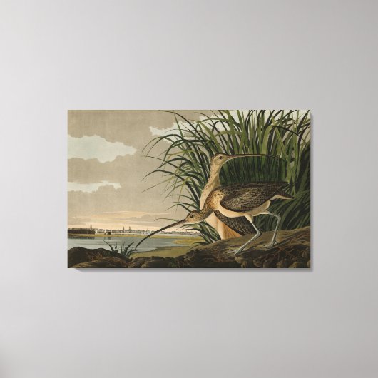 Lange kieuwkromme van de Amerikaanse vogels van Au Canvas Afdruk (Voorkant)