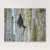 Lange kieuwkrullen legpuzzel (Horizontaal)