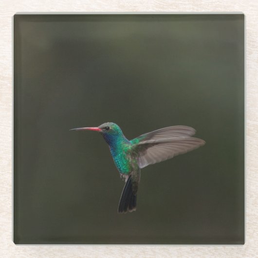 Lange kolibrie tijdens de vlucht glazen onderzetter (Voorkant)