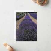 Lange lavendelrij notitiekaartje (Voorkant / Achterkant in situ)