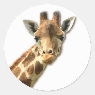 Lange nek Giraffe Sticker