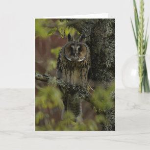 Lange ooruil in Schotland Kaart