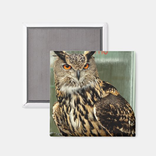 Lange oorwortel uil magneet (Voorkant / Achterkant)