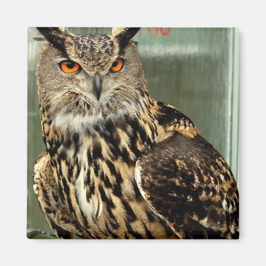 Lange oorwortel uil magneet (Voorkant)