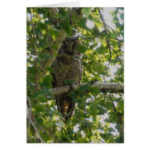 Lange orenuil in de boom - azio otus