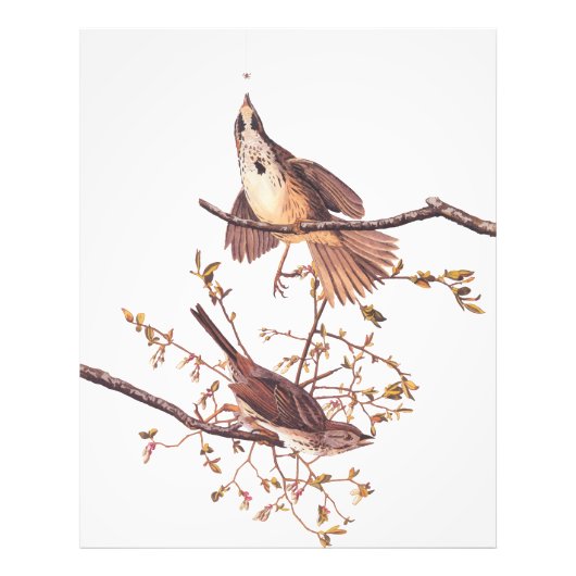 Lange paardenvogels met kleine spin foto afdruk (Voorkant)