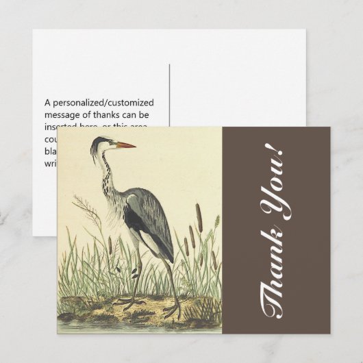 Lange staande vogel in de buurt van katstaarten, " briefkaart (Voorkant / Achterkant)