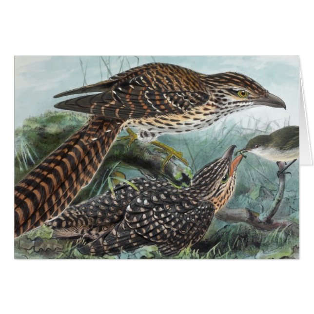 Lange Vintage illustratie van Cuckoos's (Voorkant Horizontaal)