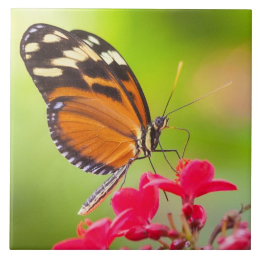 Lange vlinder op een rode bloem tegeltje (Voorkant)