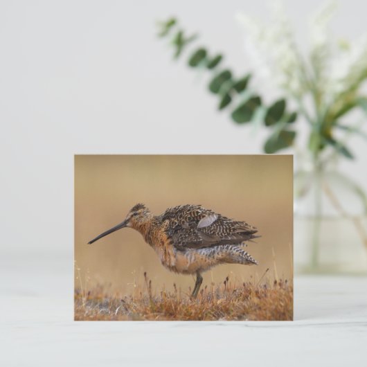 langgefactureerde Dowitcher Briefkaart (Staand voorkant)