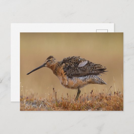langgefactureerde Dowitcher Briefkaart (Voorkant / Achterkant)