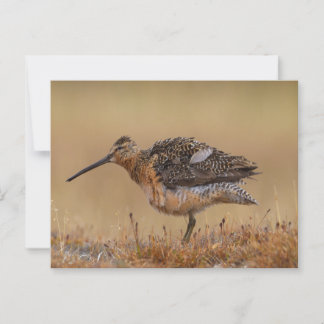 langgefactureerde Dowitcher Briefkaart