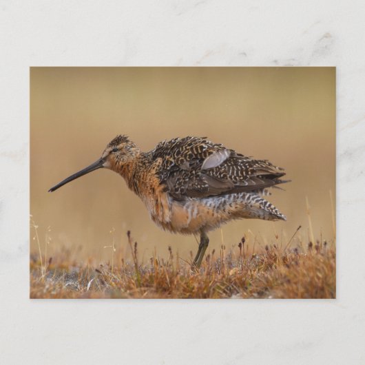 langgefactureerde Dowitcher Briefkaart (Voorkant)