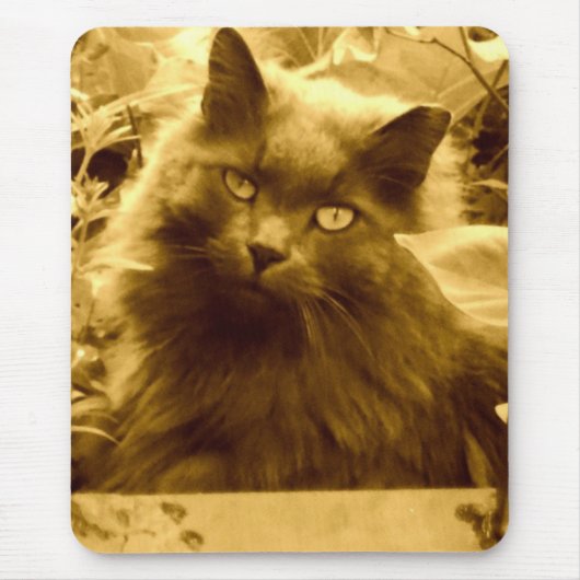  langgehaaide Russische blauwe kat Muismat (Voorkant)