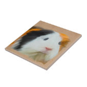 langharig kleurrijk cavia tegeltje (Zijkant)