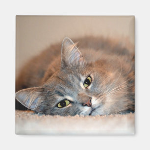 Langharige blauwe Russische kat van Shirley Taylor Magneet