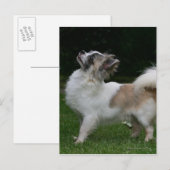 Langharige Chihuahua die Camera bekijken Briefkaart (Voorkant / Achterkant)