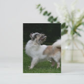 Langharige Chihuahua die Camera bekijken Briefkaart (Staand voorkant)