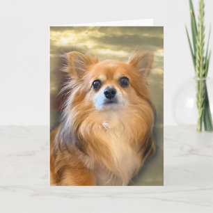 Langharige Chihuahua kaart