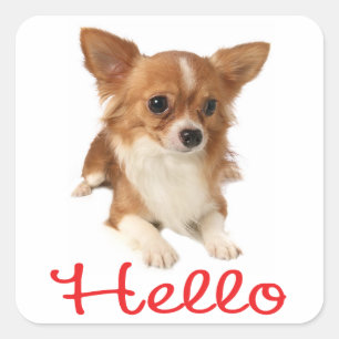Langharige Chihuahua Puppie Hond Rood Hallo Vierkante Sticker