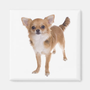 Langharige Chihuahua Puppies Hond Liefde Magneet