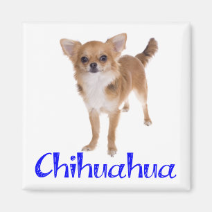 Langharige Chihuahua Puppy Hond Magneet