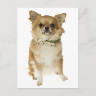 Langharige Chihuahua Puppy Hond Postkaart