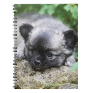 Langharige Chihuahua Puppy Notitieboek