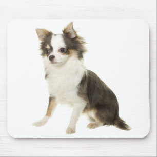 Langharige Chihuahua Puppymuismat Muismat