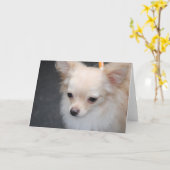 Langharige Chihuahua Wenskaarten Kaart (Gele Bloem)