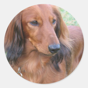 Langharige Dachshund Sticker